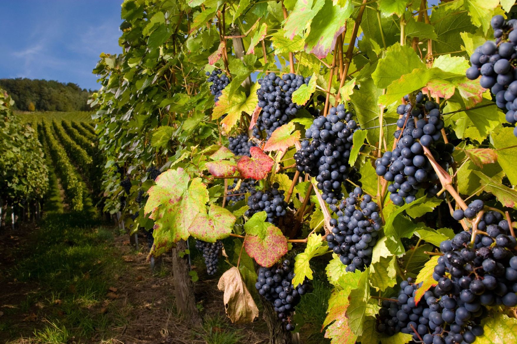 Wine grapes explained a guide to foods, flavours and types British GQ
